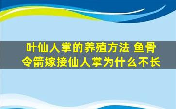 叶仙人掌的养殖方法 鱼骨令箭嫁接仙人掌为什么不长